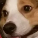 Mydog Mydog