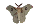 moth