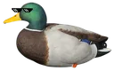 thugduck thugduck