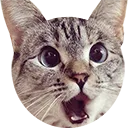 CatSurprised