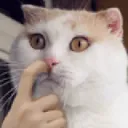 catnose