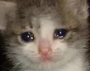 depressioncat
