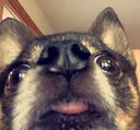 doggo