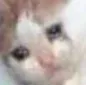 catsad