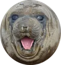 screm