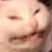 sneezecat