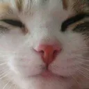 KOTYA