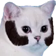 taggCat