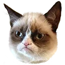 grumpycat
