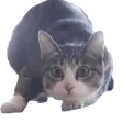 catWiggle