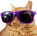 CoolCat
