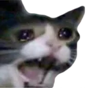 Sad_cat
