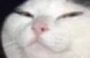 KatSmug