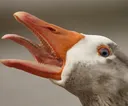 gooseReee