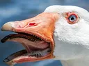 angerygoose