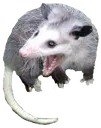 screm