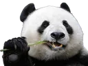 Panda panda Discord Emoji