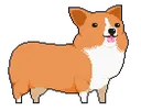 corgi