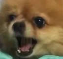 jqdog jqdog