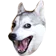 drHusky