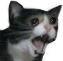 screamcat