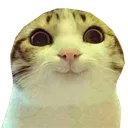 happycatto