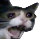 Catcry