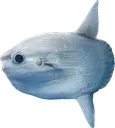 mola