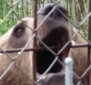 BogBear BogBear