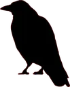 crow