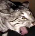 catgag