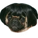 pug pug