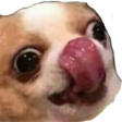 dog Discord emoji