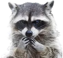 trashpanda