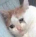 sadcat