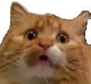 wutcat