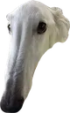 snoot