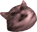 hessicat