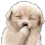 lolpup