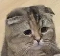 sadcat