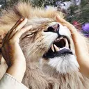 notlikebigcat notlikebigcat