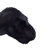 TrexScream