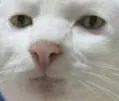 meg