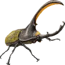 DynastesHercules