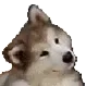 CuteDog