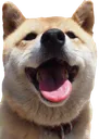 doggohecc