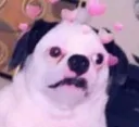 uglyassdog
