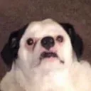 uglyassdog2 uglyassdog2