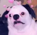 uglyassdog3 uglyassdog3