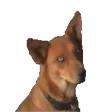 foxydoBetrayal foxydoBetrayal